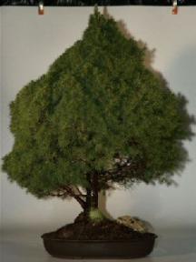Alberta Spruce Bonsai Tree - 29