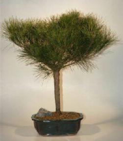 Japanese Red Pine Bonsai Tree<br><i>(pinus resinosa 'quinobequin')</i>