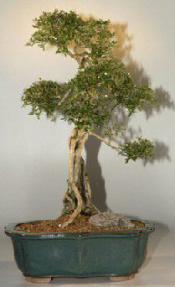 Chinese Flowering White Serissa - Bonsai Tree of a Thousand Stars - 14