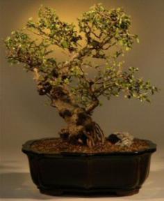 Fukien Tea Bonsai Tree - 16