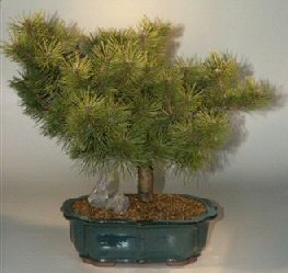 Japanese Black Pine Bonsai Tree - 27
