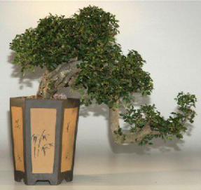 Chinese Elm Bonsai Tree - Semi Cascade - 22