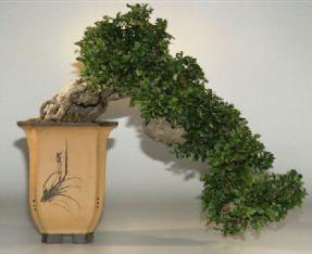 Chinese Elm Bonsai Tree - Semi Cascade - 21
