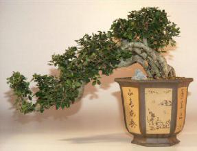 Chinese Elm Bonsai Tree - Semi Cascade - 21