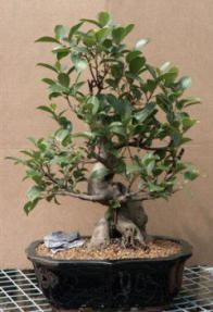 Ficus Bonsai Tree<br><i>(ficus benjamina)</i>