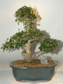 Fukien Tea Bonsai Tree-18