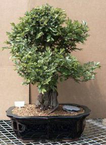 Chinese Elm Bonsai Tree<br><i>(Ulmus Parvifolia)</i>