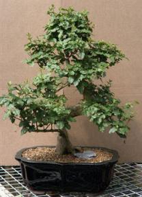 Ligustrum Bonsai Tree<br><i>(Ligustrum Lucidum)</i>