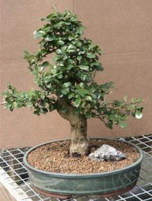 Fukien Tea Bonsai Tree<br><i>Carmona</i>