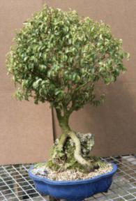 Ficus Too Little<br><i>(ficus benjamina 