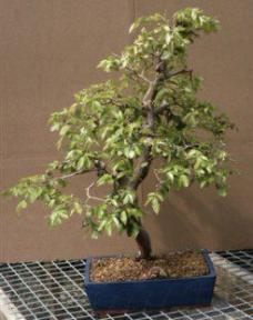 Jaboticaba Bonsai Tree<br><i>(eugenia cauliflora)</i>