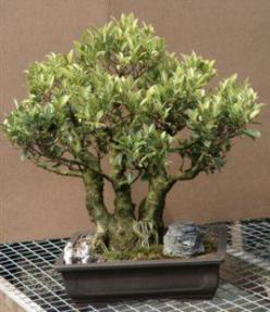 Taiwan Ficus Bonsai Tree<br><i>(ficus retusa)</i>