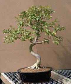 Crape Myrtle Bonsai Tree<br><i>(lagerstroemia indica)</i>