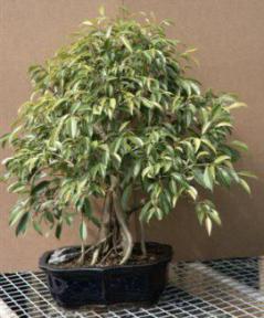 Ficus Bonsai Tree<br><i>(ficus benjamina 