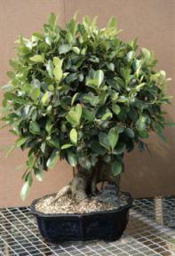 Ficus Bonsai Tree<br><i>(ficus benjamina 