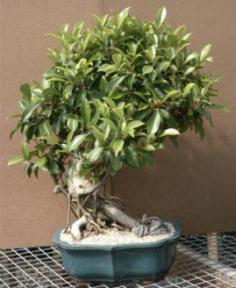 Ficus Bonsai Tree<br><i>(ficus benjamina 