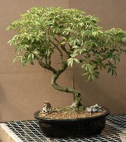 Hawaiian Umbrella Bonsai Tree<br>(arboricola schefflera)