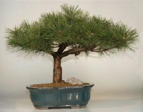 Japanese Red Pine Bonsai Tree - 32