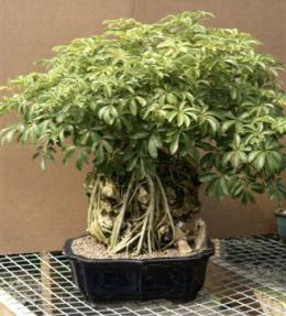 Hawaiian Umbrella Bonsai Tree<br>(arboricola schefflera)