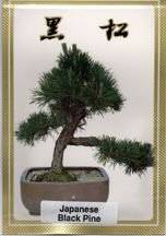 Japanese Black Pine Bonsai Tree Seeds