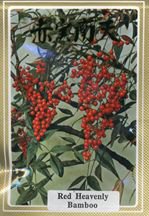 Red Heavenly Bamboo Seeds