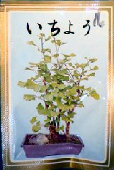 Ginko Bonsai Tree Seeds