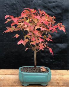Trident Maple Bonsai Tree <br><i>(Acer Buergerianum)</i>